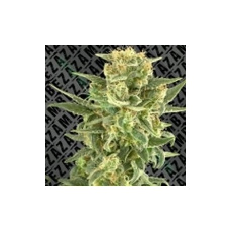 WHITE CHEESE FAST FLOWERING * ZAMBEZA SEEDS 10 SEMI FEM