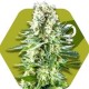 WHITE WIDOW XL * ZAMBEZA SEEDS 10 SEMI FEM