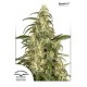 SKUNK # 11 ® * DUTCH PASSION 25 SEMI FEM 