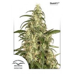 SKUNK # 11 ® * DUTCH PASSION 25 SEMI FEM 