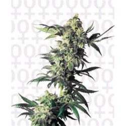 NORTHERN LIGHTS® * SENSI SEEDS 10 SEMI FEM 