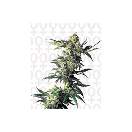 NORTHERN LIGHTS® * SENSI SEEDS 10 SEMI FEM 