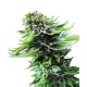 NORTHERN LIGHTS AUTO® * SENSI SEEDS 3 SEMI FEM 