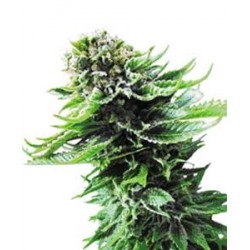 NORTHERN LIGHTS AUTO® * SENSI SEEDS 5 SEMI FEM 