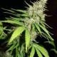 TOP 44 * HOMEGROWN FANTASEEDS 3 SEMI FEM