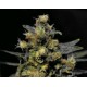 AK * CBD SEEDS 3 SEMI FEM