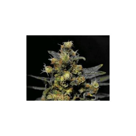 AK * CBD SEEDS 3 SEMI FEM