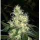 BLUEHELL * MEDICAL SEEDS FEM 10 SEMI 