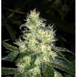 BLUEHELL * MEDICAL SEEDS FEM 10 SEMI 