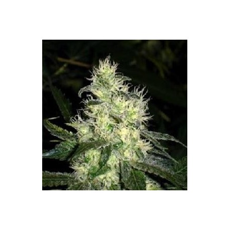 BLUEHELL * MEDICAL SEEDS FEM 10 SEMI 