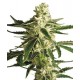 WHITE DIESEL HAZE AUTOMATIC * WHITE LABEL SENSI 10 SEMI FEM