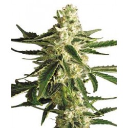 WHITE DIESEL HAZE AUTOMATIC * WHITE LABEL SENSI 10 SEMI FEM