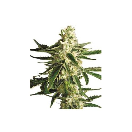 WHITE DIESEL HAZE AUTOMATIC * WHITE LABEL SENSI 10 SEMI FEM