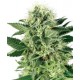 NORTHERN LIGHT AUTOMATIC * SENSI WHITE LABEL 3 SEMI FEM 