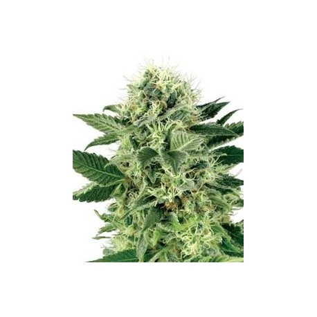 NORTHERN LIGHT AUTOMATIC * SENSI WHITE LABEL 5 SEMI FEM 