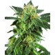 SNOW RYDER AUTOMATIC* WHITE LABEL SENSI 10 SEMI FEM