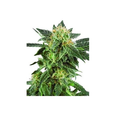 SNOW RYDER AUTOMATIC* WHITE LABEL SENSI 10 SEMI FEM