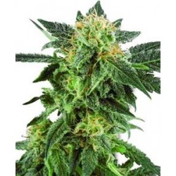 SNOW RYDER AUTOMATIC* WHITE LABEL SENSI 5 SEMI FEM