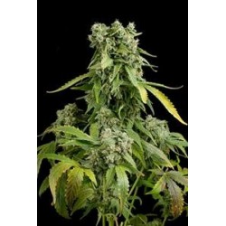 BLUE CHEESE AUTO * DINAFEM SEEDS 1 SEME FEM