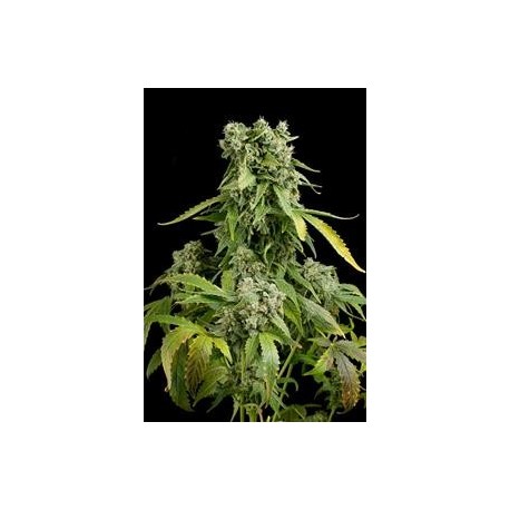 BLUE CHEESE AUTO * DINAFEM SEEDS 1 SEME FEM