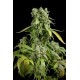 BLUE CHEESE AUTO * DINAFEM SEEDS 10 SEMI FEM