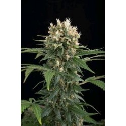 BLUE THAI * DINAFEM SEEDS 1 SEME FEM