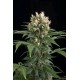 BLUE THAI * DINAFEM SEEDS 3 SEMI FEM