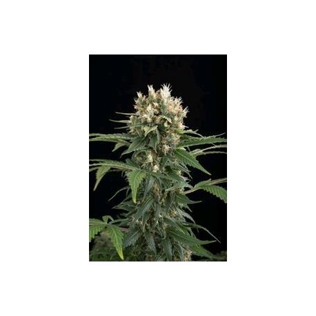 BLUE THAI * DINAFEM SEEDS 3 SEMI FEM