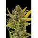 CRITICAL CHEESE AUTO * DINAFEM SEEDS 1 SEME FEM 