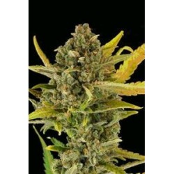 CRITICAL CHEESE AUTO * DINAFEM SEEDS 1 SEME FEM 