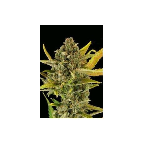 CRITICAL CHEESE AUTO * DINAFEM SEEDS 1 SEME FEM 