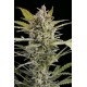 CRITICAL + 2.0 AUTO * DINAFEM SEEDS 5 SEMI FEM