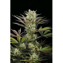 DEEP CHEESE * DINAFEM SEEDS 1 SEME FEM 