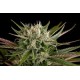 BLUE CHEESE * DINAFEM SEEDS 1 SEME FEM