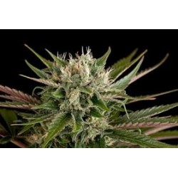 BLUE CHEESE * DINAFEM SEEDS 1 SEME FEM