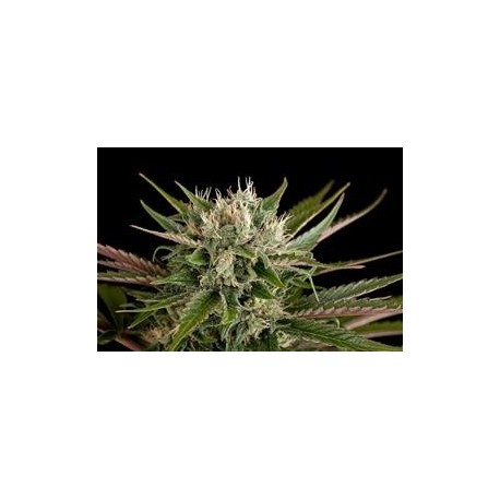 BLUE CHEESE * DINAFEM SEEDS 1 SEME FEM