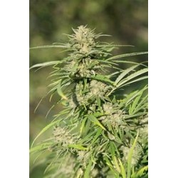 CRITICAL KUSH * DINAFEM SEEDS 1 SEME FEM