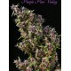 PURPLE PARO VALLEY * MANDALA SEEDS 3 SEMI FEM