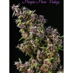 PURPLE PARO VALLEY * MANDALA SEEDS 3 SEMI FEM