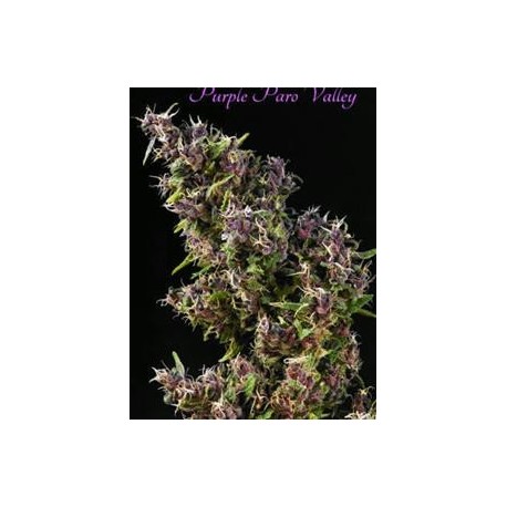 PURPLE PARO VALLEY * MANDALA SEEDS 3 SEMI FEM