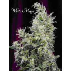 WHITE MAGIC * MANDALA SEEDS 6 SEMI FEM