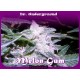 AUTO MELON GUM * DR UNDERGROUND 8 SEMI FEM