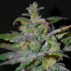 AUTO AK * FEMALE SEEDS 4 SEMI FEM 