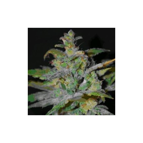 AUTO AK * FEMALE SEEDS 4 SEMI FEM 