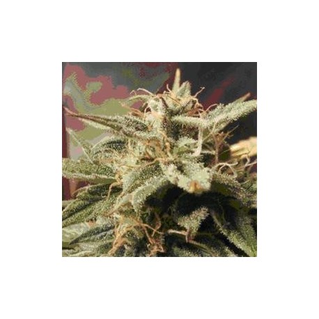 AUTO BUBBLE * FEMALE SEEDS 4 SEMI FEM 