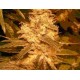 AUTO KUSH * FEMALE SEEDS 4 SEMI FEM 