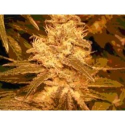 AUTO KUSH * FEMALE SEEDS 4 SEMI FEM 