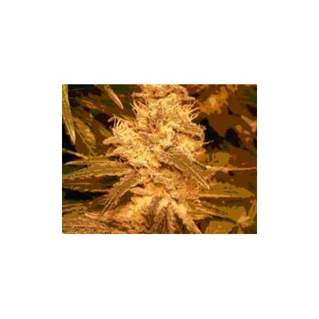 AUTO KUSH * FEMALE SEEDS 4 SEMI FEM 