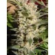 BELLADONNA * PARADISE SEEDS 3 SEMI FEM