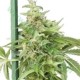 HAZE GOM * GRASSOMATIC 10 SEMI FEM AUTO